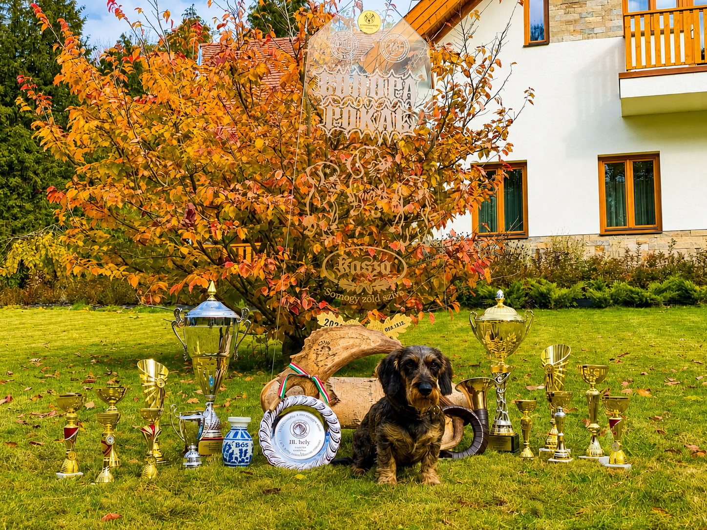 FCI Reszkess-Kereslek Szálkásszőrű Tacskó Kennel